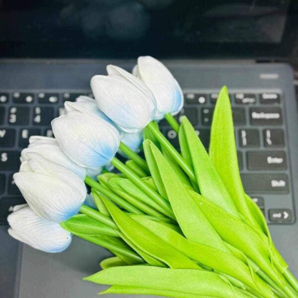 Tulip 10 Colour Available